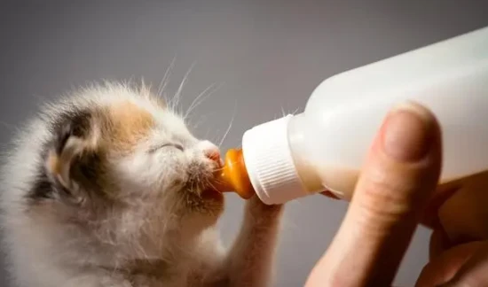 What kind of milk can kittens drink in an emergency?