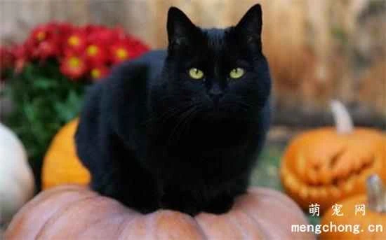 Why are black cats often discriminated against?