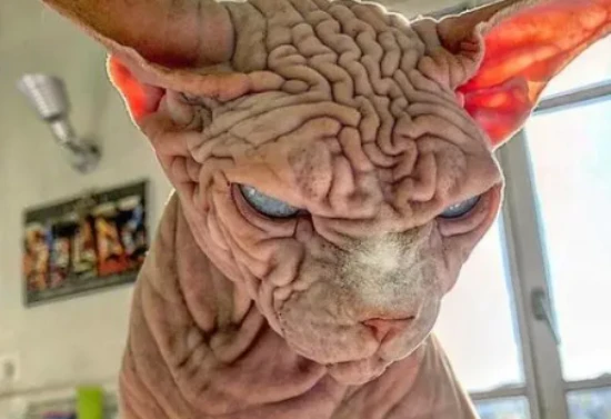 The scariest cat in the world