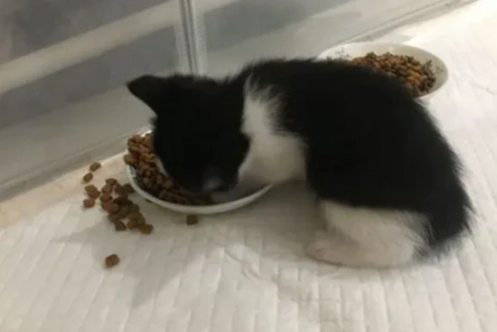 How many days old can a kitten eat cat food?