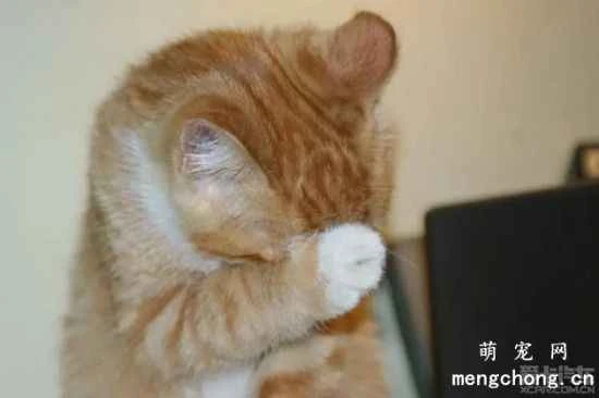 Why do cats love to wash their faces? Reasons why cats wash their faces.