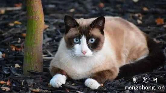 How to raise a Snowshoe cat?