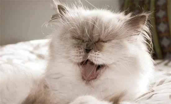 Why do cats smell bad?