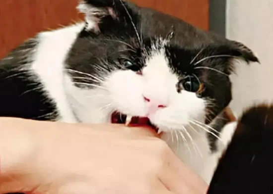 The kitten suddenly became agitated, ran around wildly, and even bit people.