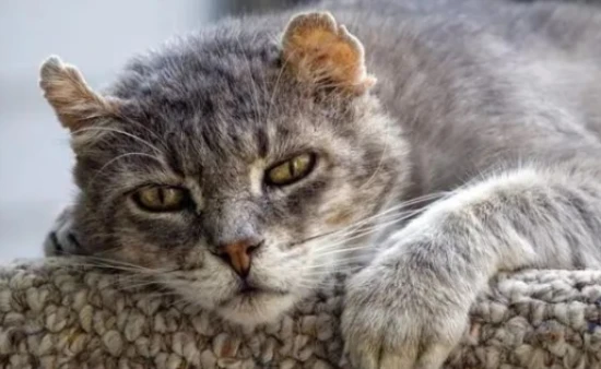 The correct way to handle the body of a deceased cat.