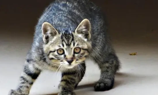 How to deworm your cat at home