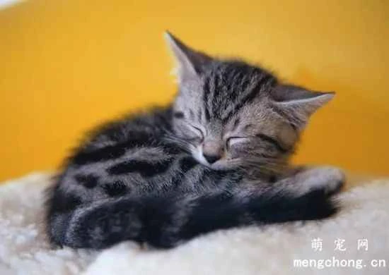 Common precautions for keeping cats at home