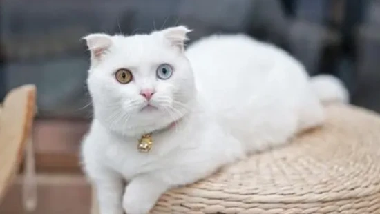 How much does it cost to keep a cat for at least a month?