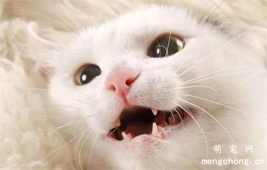 What do cats' meows mean? The meaning of cat meows.