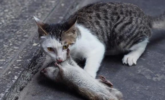 Is catching mice an instinctive behavior for cats?