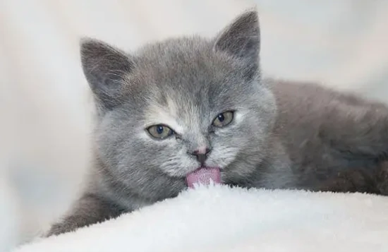 What does it mean to dream of a cat?