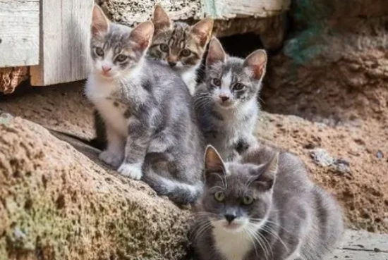 What does "backyard cat" mean?