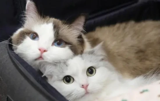 Can I keep a cat with two-toned faces?