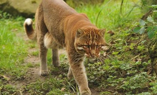 The Top Ten Strongest Cats