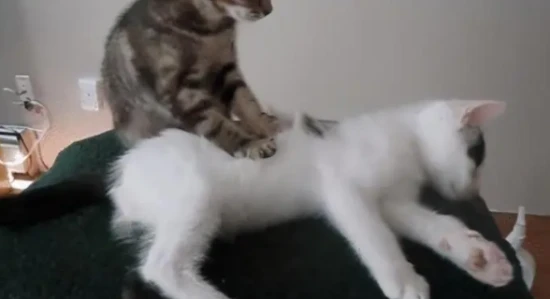 The cat stepped on me and purred.