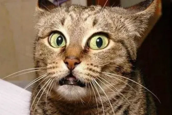 How to overcome the fear of cats