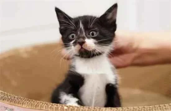 How to feed a one-and-a-half-month-old kitten