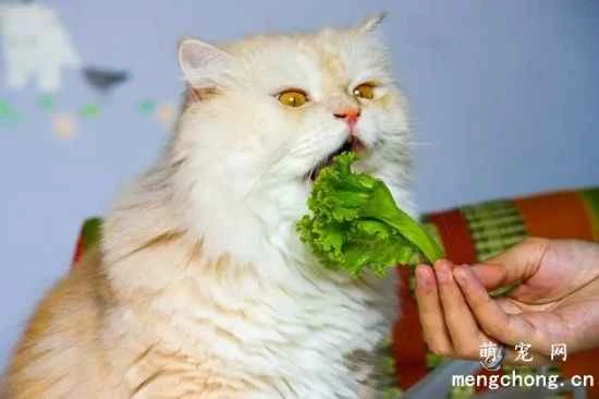 Can cats eat vegetables?