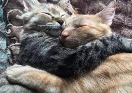 Is it advisable to have one male and one female when raising two cats?