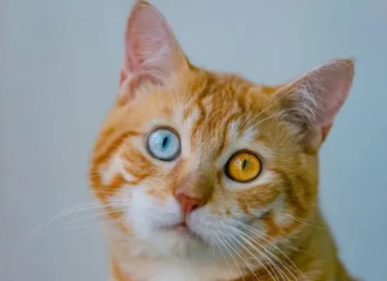 Do cats with heterochromia really have a spiritual connection?