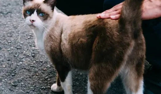 Do you know these 8 correct ways to pet a cat?