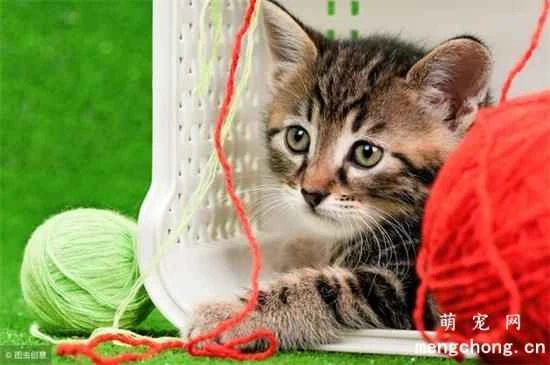 Why do cats get calcium deficiency? How can I supplement calcium for my cat?