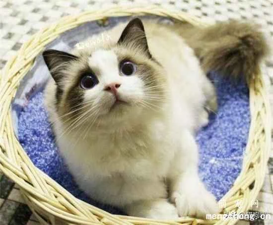 How to choose and feed probiotics to cats?