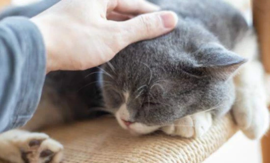 What should I do if I get itchy red bumps on my cat?