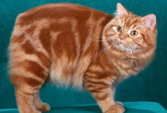 Manx the Cat Guardian and what is a pair?