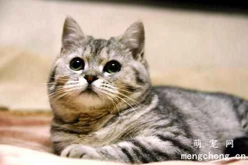 What should I be aware of when bringing a cat back to China from abroad? What documents and procedures are required?