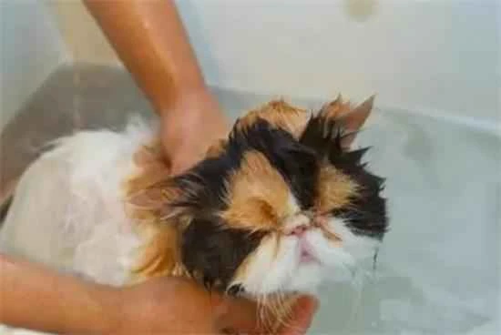 Can kittens take a bath? 幼猫能洗澡吗