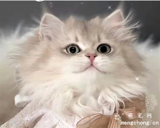 I've heard cats play dumb? Are cats intelligent creatures?