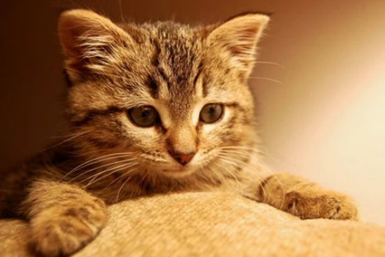 What sounds do cats like best?