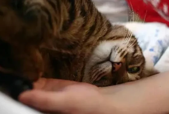 When a cat nudges you with its head, it's trying to tell you these things~