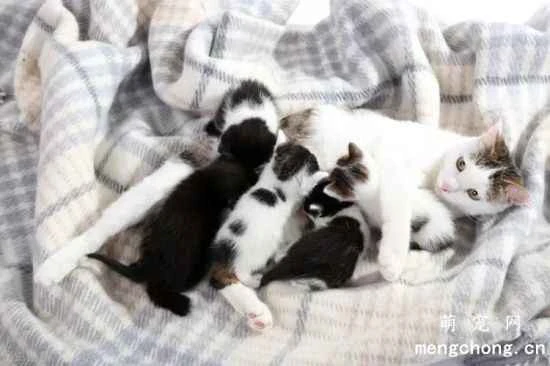 What issues should be considered when caring for a nursing cat?