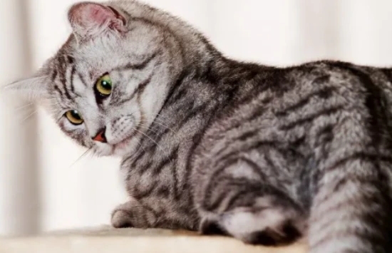 Cat's personality and behavioral characteristics