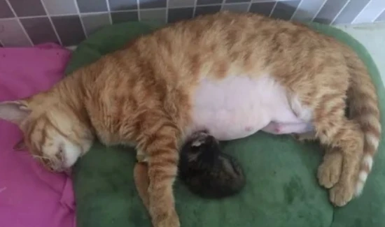 Signs of dystocia in a mother cat