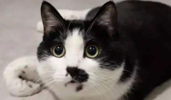 The kitten's mouth area is black.