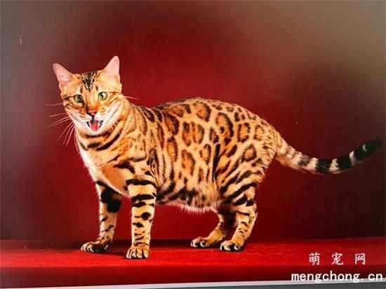 Are Bengal cats easy to keep? Characteristics of Bengal cats