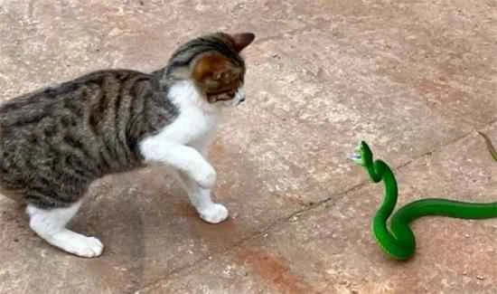 Why can't you keep a cat that catches snakes as a pet?