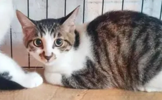 What cats don't grow up and are cheap?