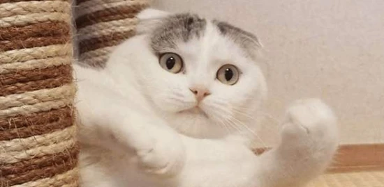 How many times does a cat's heart beat per minute?