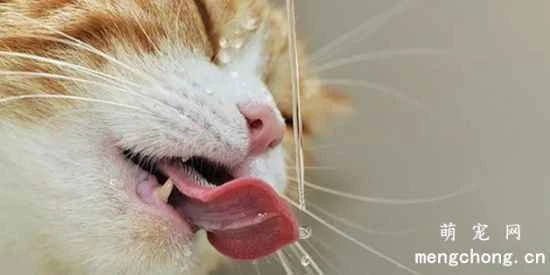 Why do cats have strange drinking habits? How can you tell how much water a cat is drinking?