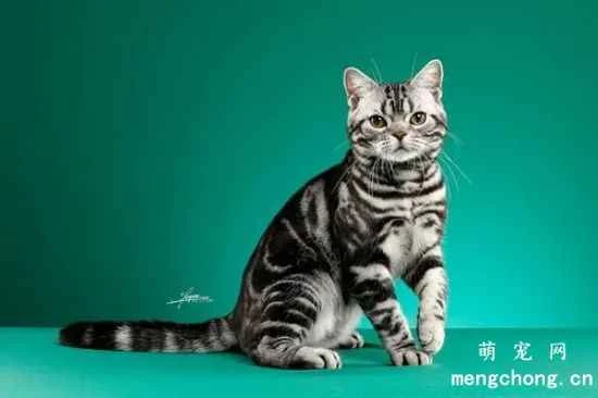 Feeding and caring methods for American Shorthair cats