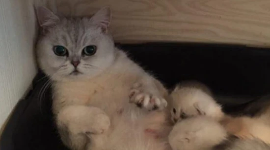 What does "cat right" mean?