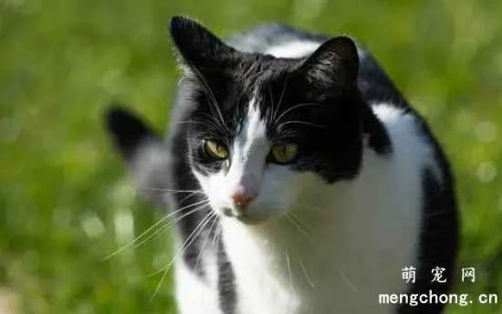 Why do cats dig up the cat food in their food bowls?