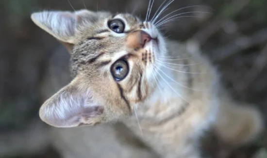 Which cat breeds are most loyal to their owners? Five cat breeds more loyal than dogs, each devoted to only one owner for life.