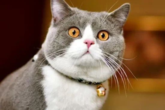 New cat owners, pay attention to these eight points! 新手养猫,一定要注意这八点!