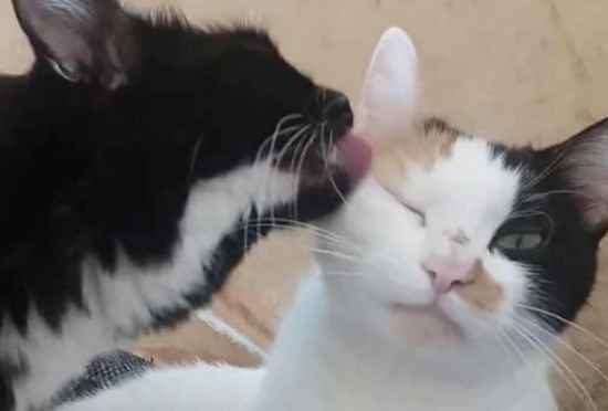 How can I understand cat language?