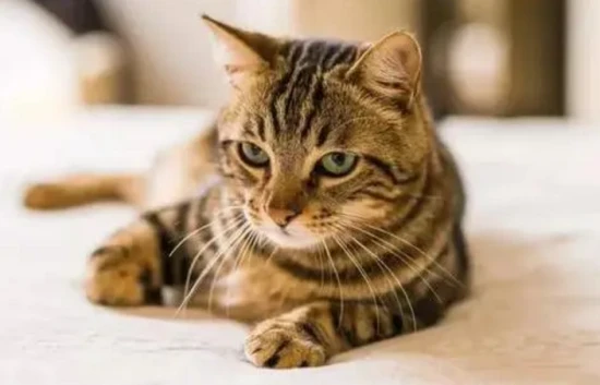 Personality analysis of cat owners